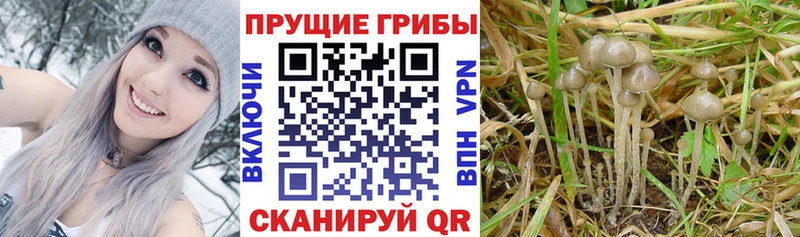 Псилоцибиновые грибы Cubensis  Купить закладки  Узловая 